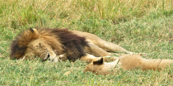 Kenia | Familie reizen | Prive safari reizen | Safari en Strand | Reiservaring reiziger - juli 2018 | OnsKenia Kenia | Familie reizen | Prive safari reizen | Safari en Strand | Reiservaring reiziger - juli 2018 | OnsKenia