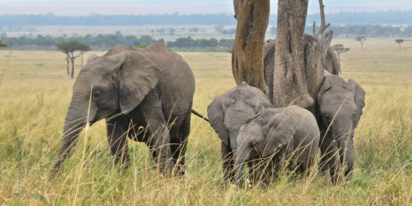Kenia | Familie reizen | Prive safari reizen | Safari en Strand | Reiservaring reiziger - juli 2018 | OnsKenia Kenia | Familie reizen | Prive safari reizen | Safari en Strand | Reiservaring reiziger - juli 2018 | OnsKenia