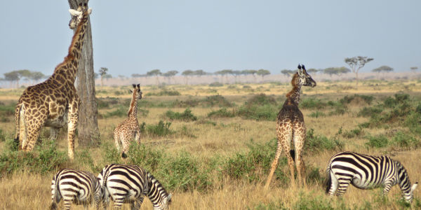 Kenia | Familie reizen | Prive safari reizen | Safari en Strand | Reiservaring reiziger - juli 2018 | OnsKenia Kenia | Familie reizen | Prive safari reizen | Safari en Strand | Reiservaring reiziger - juli 2018 | OnsKenia