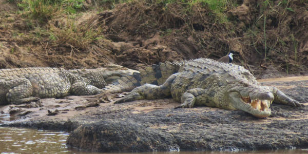 Kenia | Familie reizen | Prive safari reizen | Safari en Strand | Reiservaring reiziger - juli 2018 | OnsKenia Kenia | Familie reizen | Prive safari reizen | Safari en Strand | Reiservaring reiziger - juli 2018 | OnsKenia