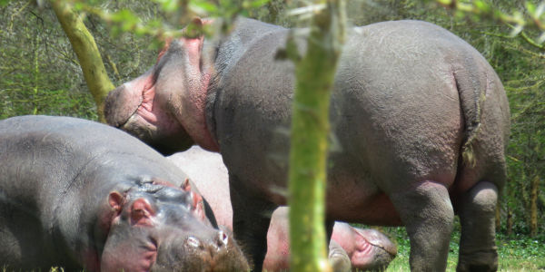 Kenia | Familie reizen | Prive safari reizen | Safari en Strand | Reiservaring reiziger - juli 2018 | OnsKenia Kenia | Familie reizen | Prive safari reizen | Safari en Strand | Reiservaring reiziger - juli 2018 | OnsKenia