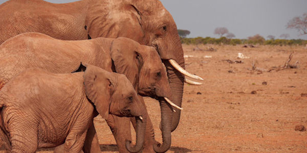 Kenia | Familie reizen | Safari en Strand | Reiservaring reiziger - juli 2019 | OnsKenia Kenia | Familie reizen | Safari en Strand | Reiservaring reiziger - juli 2019 | OnsKenia