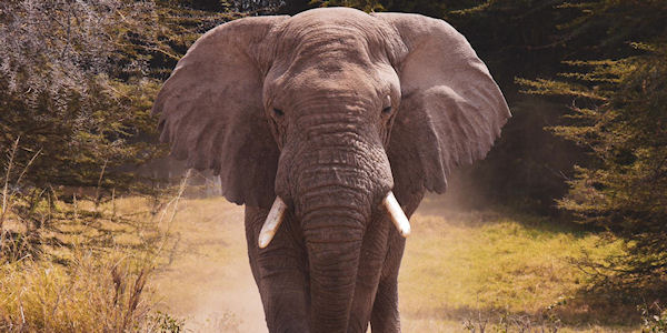 Kenia | Familie reizen | Safari en Strand | Reiservaring reiziger - juli 2019 | OnsKenia Kenia | Familie reizen | Safari en Strand | Reiservaring reiziger - juli 2019 | OnsKenia