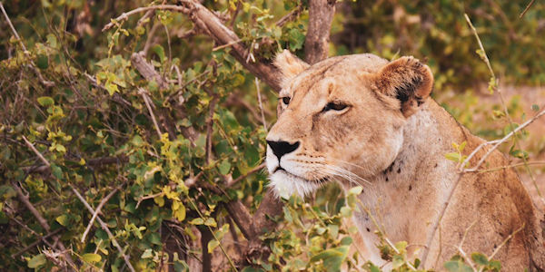 Kenia | Familie reizen | Safari en Strand | Reiservaring reiziger - juli 2019 | OnsKenia Kenia | Familie reizen | Safari en Strand | Reiservaring reiziger - juli 2019 | OnsKenia