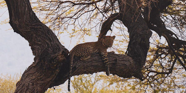 Kenia | Familie reizen | Safari en Strand | Reiservaring reiziger - juli 2019 | OnsKenia Kenia | Familie reizen | Safari en Strand | Reiservaring reiziger - juli 2019 | OnsKenia