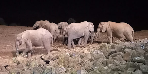Kenia | Prive safari reizen | Safari en Strand | Overnachting The Ark in Aberdares NP - februari 2023 | OnsKenia Kenia | Prive safari reizen | Safari en Strand | Overnachting The Ark in Aberdares NP - februari 2023 | OnsKenia