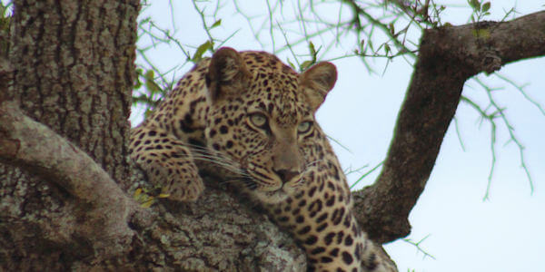 Kenia | Familie reizen | Prive safari reizen | Luipaard - Masai Mara - juli 2022 | OnsKenia Kenia | Familie reizen | Prive safari reizen | Luipaard - Masai Mara - juli 2022 | OnsKenia