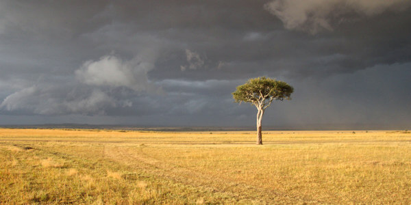Kenia | Familie reizen | Prive safari reizen | Masai Mara - Kenia - juli 2022 | OnsKenia Kenia | Familie reizen | Prive safari reizen | Masai Mara - Kenia - juli 2022 | OnsKenia