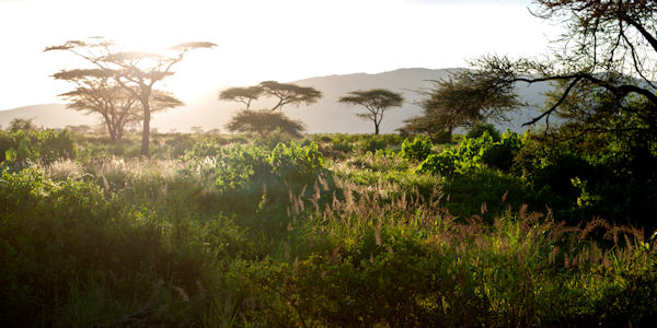 Kenia | Prive safari reizen | Zonsondergang Buffalo Springs - mei 2024 | OnsKenia Kenia | Prive safari reizen | Zonsondergang Buffalo Springs - mei 2024 | OnsKenia
