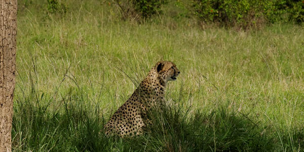 Kenia | Prive safari reizen | Jachtluipaard - mei 2024 | OnsKenia Kenia | Prive safari reizen | Jachtluipaard - mei 2024 | OnsKenia