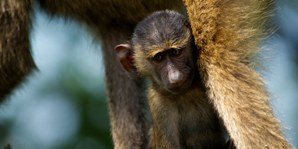 Kenia | Prive safari reizen | Baviaan baby - mei 2024 | OnsKenia Kenia | Prive safari reizen | Baviaan baby - mei 2024 | OnsKenia