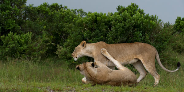 Kenia | Prive safari reizen | Spelende leeuwinnen - mei 2024 | OnsKenia Kenia | Prive safari reizen | Spelende leeuwinnen - mei 2024 | OnsKenia
