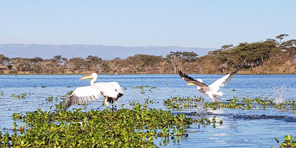 Kenia | Familie reizen | Prive safari reizen | Safari en Strand | Pelikanen bij het Naivasha meer - februari 2019 | OnsKenia Kenia | Familie reizen | Prive safari reizen | Safari en Strand | Pelikanen bij het Naivasha meer - februari 2019 | OnsKenia