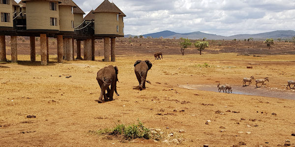 Kenia | Familie reizen | Prive safari reizen | Safari en Strand | Drinkwaterplaats Salt Lick Safari Lodge - februari 2019 | OnsKenia Kenia | Familie reizen | Prive safari reizen | Safari en Strand | Drinkwaterplaats Salt Lick Safari Lodge - februari 2019 | OnsKenia