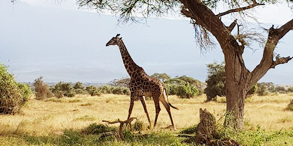 Kenia | Familie reizen | Prive safari reizen | Safari en Strand | Tsavo west giraf - februari 2019 | OnsKenia Kenia | Familie reizen | Prive safari reizen | Safari en Strand | Tsavo west giraf - februari 2019 | OnsKenia
