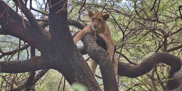 Tanzania | Familie reizen | Prive safari reizen | Reiservaring reiziger - februari 2016 | OnsKenia Tanzania | Familie reizen | Prive safari reizen | Reiservaring reiziger - februari 2016 | OnsKenia