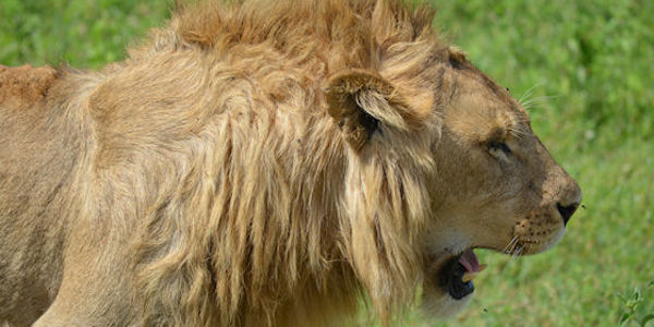 Tanzania | Familie reizen | Prive safari reizen | Reiservaring reiziger - februari 2016 | OnsKenia Tanzania | Familie reizen | Prive safari reizen | Reiservaring reiziger - februari 2016 | OnsKenia