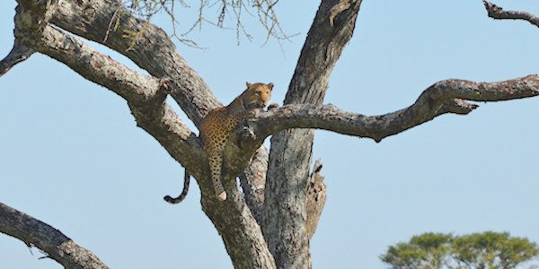 Tanzania | Familie reizen | Prive safari reizen | Reiservaring reiziger - februari 2016 | OnsKenia Tanzania | Familie reizen | Prive safari reizen | Reiservaring reiziger - februari 2016 | OnsKenia