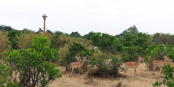 Kenia | Familie reizen | Prive safari reizen | Masai Mara - Kenia - juli 2022 | OnsKenia Kenia | Familie reizen | Prive safari reizen | Masai Mara - Kenia - juli 2022 | OnsKenia