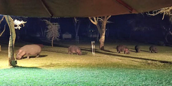 Kenia | Familie reizen | Prive safari reizen | Naivasha country club - Naivasha - juli 2022 | OnsKenia Kenia | Familie reizen | Prive safari reizen | Naivasha country club - Naivasha - juli 2022 | OnsKenia