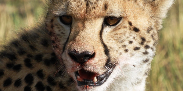 Kenia | Familie reizen | Safari en Strand | Reiservaring reiziger - augustus 2017 | OnsKenia Kenia | Familie reizen | Safari en Strand | Reiservaring reiziger - augustus 2017 | OnsKenia