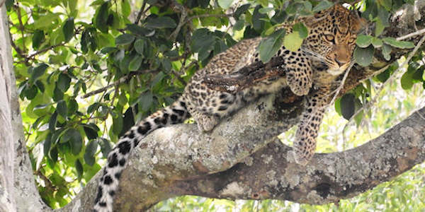 Kenia | Familie reizen | Safari en Strand | Reiservaring reiziger - augustus 2017 | OnsKenia Kenia | Familie reizen | Safari en Strand | Reiservaring reiziger - augustus 2017 | OnsKenia