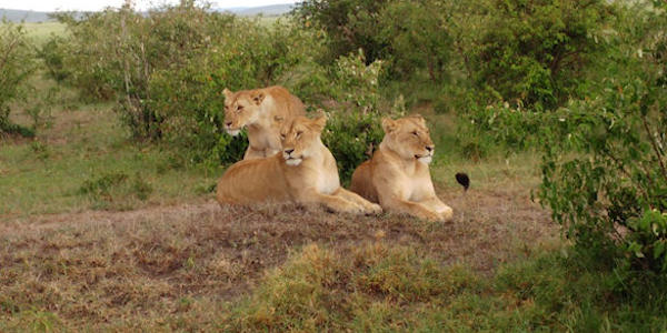 Kenia | Prive safari reizen | Safari en Strand | Reiservaring reiziger - mei 2017 | OnsKenia Kenia | Prive safari reizen | Safari en Strand | Reiservaring reiziger - mei 2017 | OnsKenia