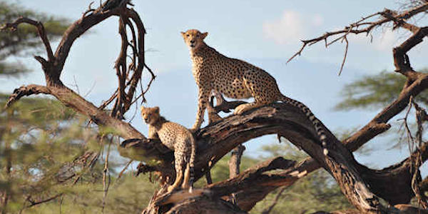 Kenia | Prive safari reizen | Reiservaring reiziger - november 2012 | OnsKenia Kenia | Prive safari reizen | Reiservaring reiziger - november 2012 | OnsKenia
