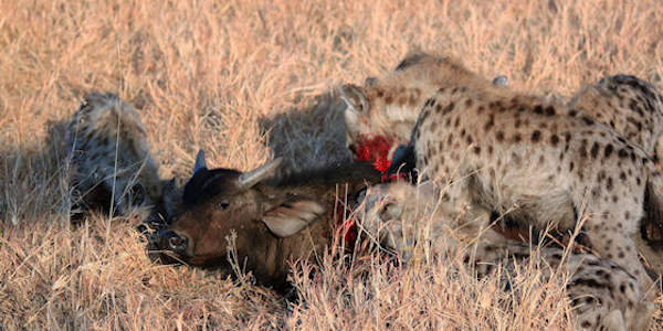 Tanzania | Familie reizen | Prive safari reizen | Reiservaring reiziger - september 2016 | OnsKenia Tanzania | Familie reizen | Prive safari reizen | Reiservaring reiziger - september 2016 | OnsKenia