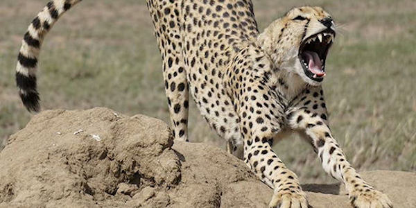 Tanzania | Familie reizen | Prive safari reizen | Reiservaring reiziger - september 2017 | OnsKenia Tanzania | Familie reizen | Prive safari reizen | Reiservaring reiziger - september 2017 | OnsKenia