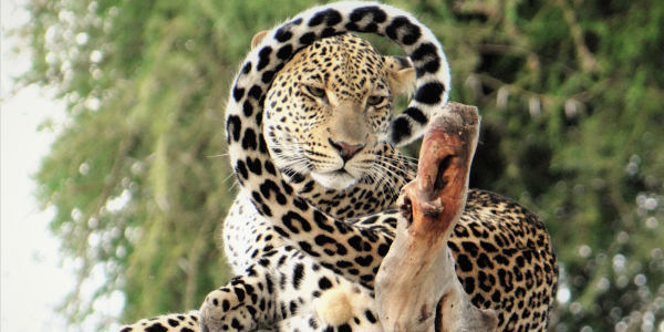 Kenia | Prive safari reizen | Reiservaring reiziger - februari 2017 | OnsKenia Kenia | Prive safari reizen | Reiservaring reiziger - februari 2017 | OnsKenia