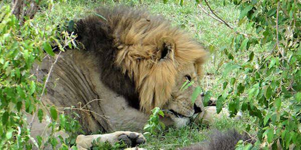 Kenia | Prive safari reizen | Reiservaring reiziger - februari 2017 | OnsKenia Kenia | Prive safari reizen | Reiservaring reiziger - februari 2017 | OnsKenia