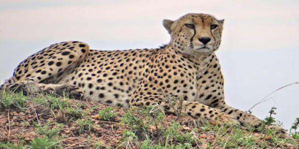 Kenia | Prive safari reizen | Reiservaring reiziger - februari 2017 | OnsKenia Kenia | Prive safari reizen | Reiservaring reiziger - februari 2017 | OnsKenia