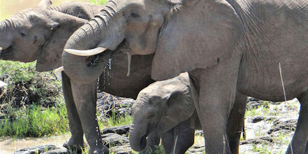 Kenia | Prive safari reizen | Reiservaring reiziger - februari 2017 | OnsKenia Kenia | Prive safari reizen | Reiservaring reiziger - februari 2017 | OnsKenia