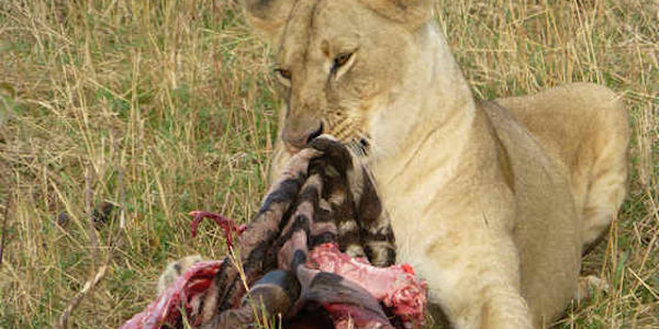 Kenia | Huwelijksreizen | Prive safari reizen | Safari en Strand | Reiservaring reiziger - september 2013 | OnsKenia Kenia | Huwelijksreizen | Prive safari reizen | Safari en Strand | Reiservaring reiziger - september 2013 | OnsKenia
