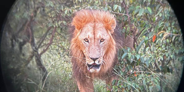 Kenia | Safari en Strand | Masai Mara - Kenia - Foto verrekijker als telelens - juni 2024 | OnsKenia Kenia | Safari en Strand | Masai Mara - Kenia - Foto verrekijker als telelens - juni 2024 | OnsKenia