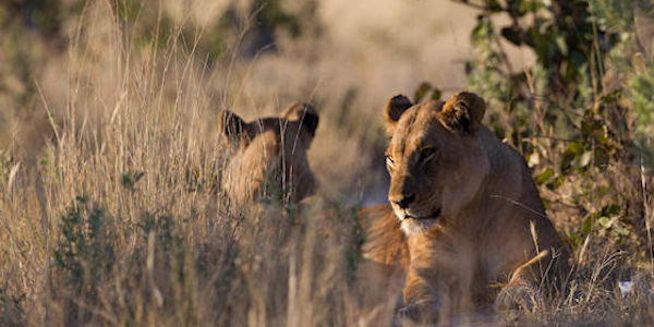 Tanzania | Luxe reizen | Reiservaring reiziger - november 2016 | OnsKenia Tanzania | Luxe reizen | Reiservaring reiziger - november 2016 | OnsKenia