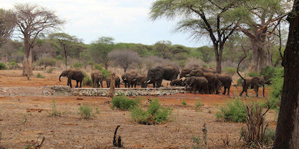 Tanzania | Luxe reizen | Prive safari reizen | Reiservaring reiziger - november 2017 | OnsKenia Tanzania | Luxe reizen | Prive safari reizen | Reiservaring reiziger - november 2017 | OnsKenia