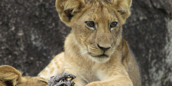 Tanzania | Combinatie reizen | Luxe reizen | Serengeti leeuwenwelp - januari 2020 | OnsKenia Tanzania | Combinatie reizen | Luxe reizen | Serengeti leeuwenwelp - januari 2020 | OnsKenia