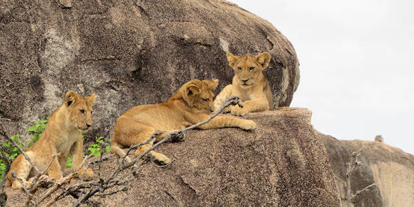 Tanzania | Combinatie reizen | Luxe reizen | Serengeti leeuwen welpen op Moru kopjes in de Serengeti - januari 2020 | OnsKenia Tanzania | Combinatie reizen | Luxe reizen | Serengeti leeuwen welpen op Moru kopjes in de Serengeti - januari 2020 | OnsKenia