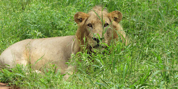 Tanzania | Combinatie reizen | Luxe reizen | Serengeti leeuw - januari 2020 | OnsKenia Tanzania | Combinatie reizen | Luxe reizen | Serengeti leeuw - januari 2020 | OnsKenia