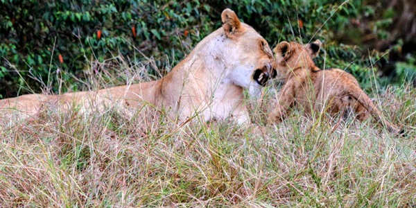 Kenia | Prive safari reizen | Leeuwin met welp in de Masai Mara - september 2025 | OnsKenia Kenia | Prive safari reizen | Leeuwin met welp in de Masai Mara - september 2025 | OnsKenia