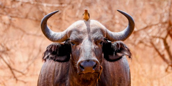 Kenia | Prive safari reizen | Buffel met wever vogel - september 2025 | OnsKenia Kenia | Prive safari reizen | Buffel met wever vogel - september 2025 | OnsKenia