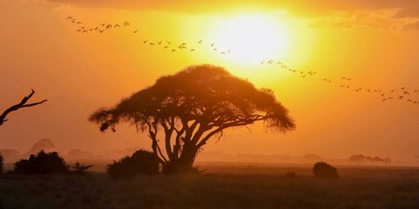 Kenia | Prive safari reizen | Masai Mara Sunset - september 2025 | OnsKenia Kenia | Prive safari reizen | Masai Mara Sunset - september 2025 | OnsKenia
