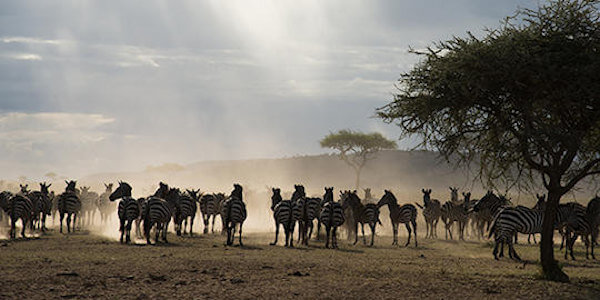 Tanzania | Prive safari reizen |  Reiservaring reiziger - november 2014 | OnsKenia