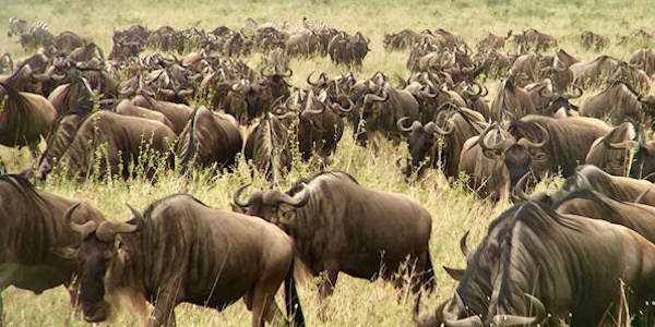 Tanzania | Prive safari reizen | Reiservaring reiziger - januari 2017 | OnsKenia Tanzania | Prive safari reizen | Reiservaring reiziger - januari 2017 | OnsKenia