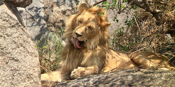 Tanzania | Prive safari reizen | Reiservaring reiziger - januari 2017 | OnsKenia Tanzania | Prive safari reizen | Reiservaring reiziger - januari 2017 | OnsKenia