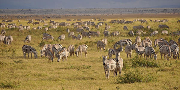 Kenia | Prive safari reizen | Safari en Strand | Reiservaring reiziger - juli 2014 | OnsKenia Kenia | Prive safari reizen | Safari en Strand | Reiservaring reiziger - juli 2014 | OnsKenia