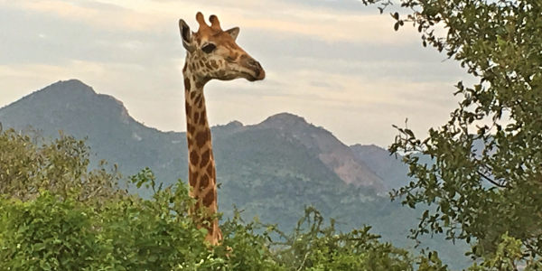 Kenia | Prive safari reizen | Reiservaring reiziger - december 2017 | OnsKenia Kenia | Prive safari reizen | Reiservaring reiziger - december 2017 | OnsKenia