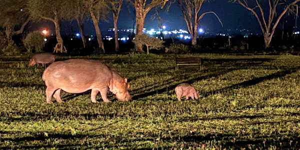 Nijlpaarden gazon Naivasha meer Nijlpaarden gazon Naivasha meer